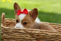 Denver 🐶💖, a male Pembroke Welsh Corgi for sale in Fresno, OH – Photo 2 of 10