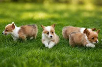 Denver 🐶💖, a male Pembroke Welsh Corgi for sale in Fresno, OH – Photo 9 of 10