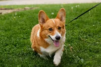 Denver 🐶💖, a male Pembroke Welsh Corgi for sale in Fresno, OH – Photo 10 of 10
