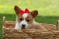 Denver 🐶💖, a male Pembroke Welsh Corgi for sale in Fresno, OH – Photo 3 of 10