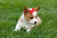 Denver 🐶💖, a male Pembroke Welsh Corgi for sale in Fresno, OH – Photo 7 of 10