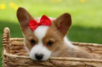 Denver 🐶💖, a male Pembroke Welsh Corgi for sale in Fresno, OH – Photo 4 of 10