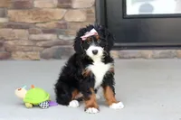 Millie, a female Miniature Bernedoodle for sale in Fresno, OH – 4 of 7