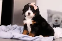 Lady, a female Miniature Bernedoodle for sale in Fresno, OH – Photo 3 of 6