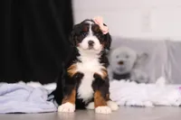 Lady, a female Miniature Bernedoodle for sale in Fresno, OH – Photo 2 of 6