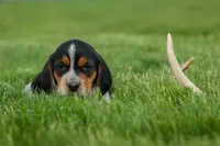 Cash🐶, a male Beagle for sale in Fresno, OH – 7 of 10