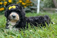 Dolly🎀, a female Bernedoodle for sale in Fresno, OH – 9 of 10