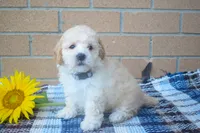 Franklin 🐶, a male Maltipoo for sale in Fresno, OH – 4 of 5