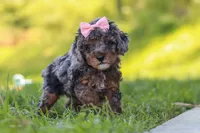 Lexi, a female Poodle - Miniature  for sale in Fresno, OH – 5 of 10