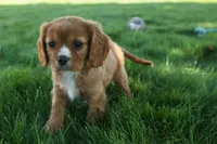 Fletcher 🐶💙, a male Cavalier King Charles Spaniel for sale in Fresno, OH – 8 of 8