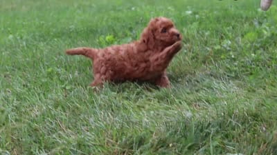 Jordan, a male Cavapoo for sale in Fresno, OH – 8 of 8