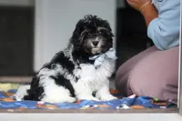 Joey, a male Havapoo for sale in Fresno, OH – 3 of 6