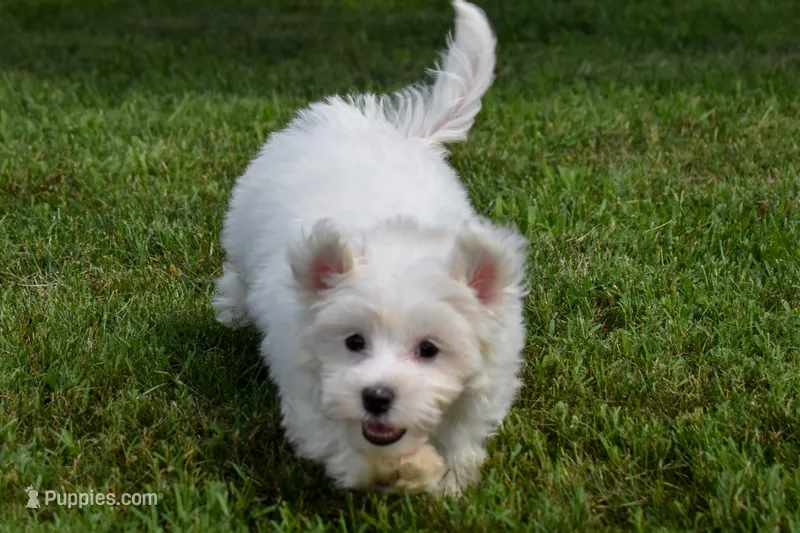 Ryan 🩵 – Maltese puppy for sale in Fresno, OH