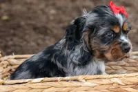 Brunson 🐶💙, a male Cocker Spaniel for sale in Fresno, OH – 5 of 10