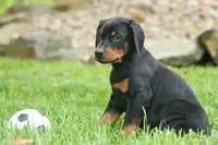 Dax (Black Rust)🐶, a male Doberman Pinscher for sale in Fresno, OH – 10 of 10