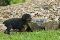 Dax (Black Rust)🐶, a male Doberman Pinscher for sale in Fresno, OH – 4 of 10