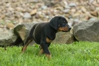 Dax (Black Rust)🐶, a male Doberman Pinscher for sale in Fresno, OH – 7 of 10