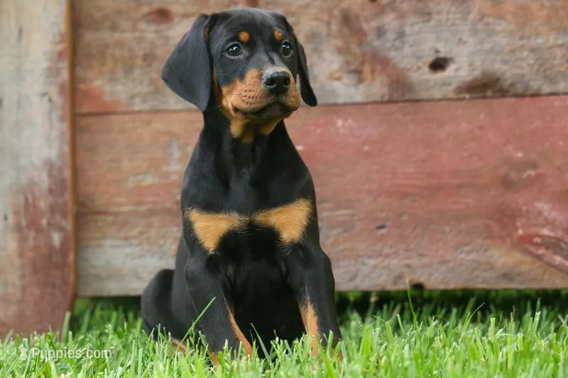 Dax (Black Rust)🐶 – Doberman Pinscher puppy for sale in Fresno, OH