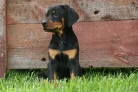 Dax (Black Rust)🐶, a male Doberman Pinscher for sale in Fresno, OH – 5 of 10