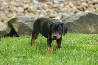 Dax (Black Rust)🐶, a male Doberman Pinscher for sale in Fresno, OH – 3 of 10