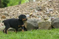 Dax (Black Rust)🐶, a male Doberman Pinscher for sale in Fresno, OH – 6 of 10