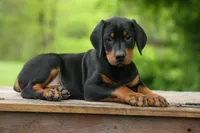 Dax (Black Rust)🐶, a male Doberman Pinscher for sale in Fresno, OH – 2 of 10