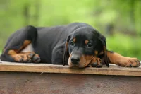 Delta (Black Rust) 🖤🐾, a female Doberman Pinscher for sale in Fresno, OH – 5 of 10