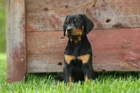 Dax (Black Rust)🐶, a male Doberman Pinscher for sale in Fresno, OH – 9 of 10