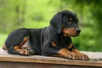 Dax (Black Rust)🐶, a male Doberman Pinscher for sale in Fresno, OH – 8 of 10