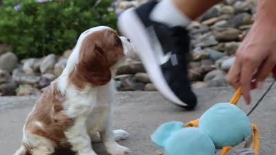 Luca, a male Cavalier King Charles Spaniel for sale in Fresno, OH – 6 of 6