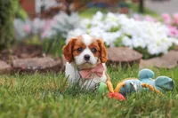 Bentley, a male Cavalier King Charles Spaniel for sale in Fresno, OH – 4 of 7