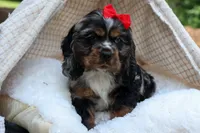 Brunson 🐶💙, a male Cocker Spaniel for sale in Fresno, OH – 10 of 10