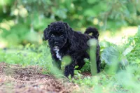Riley, a male Havapoo for sale in Fresno, OH – 7 of 10
