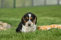 Copper 🐶, a male Beagle for sale in Fresno, OH – 4 of 10