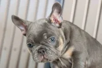 🐾 Mateo, a male French Bulldog for sale in Fresno, OH – 7 of 10