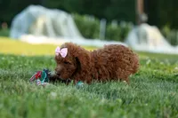 Dixie 🎀🐶, a female Poodle - Miniature  for sale in Fresno, OH – 4 of 10