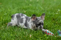 Knox 💙, a male French Bulldog for sale in Fresno, OH – 6 of 10