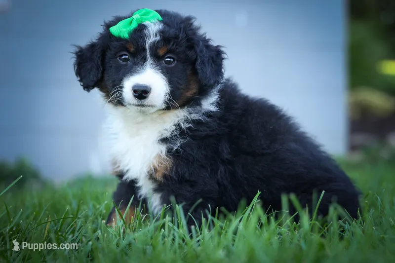 Landon🐾 – Miniature Aussiedoodle puppy for sale in Fresno, OH
