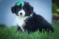 Landon🐾, a male Miniature Aussiedoodle for sale in Fresno, OH – 1 of 9