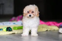 Nicole, a female Havapoo for sale in Fresno, OH – 4 of 8