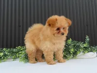 Rusty 🐾, a male Pomeranian for sale in Fresno, OH – 7 of 10