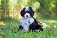 Slinky, a male Miniature Bernedoodle for sale in Fresno, OH – 4 of 5