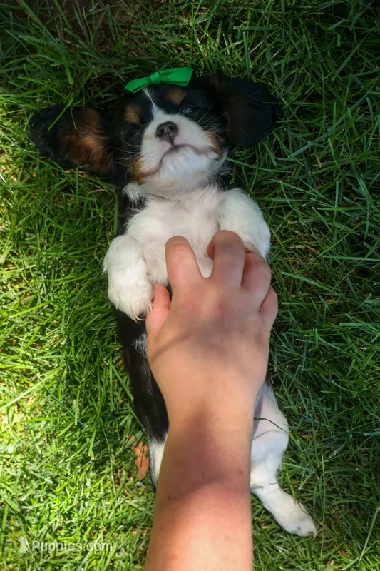 Maxwell 🐾🐶 – Cavalier King Charles Spaniel puppy for sale in Fresno, OH