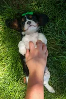 Maxwell 🐾🐶, a male Cavalier King Charles Spaniel for sale in Fresno, OH – 9 of 10