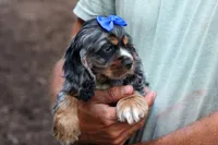 Dakota 🐶💙, a male Cocker Spaniel for sale in Fresno, OH – 5 of 8