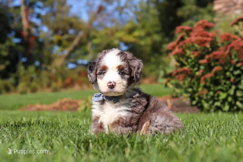 Mooney – Miniature Bernedoodle puppy for sale in Fresno, OH