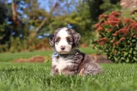 Mooney, a male Miniature Bernedoodle for sale in Fresno, OH – 2 of 6