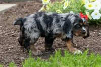 Brunson 🐶💙, a male Cocker Spaniel for sale in Fresno, OH – 9 of 10