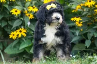 Dolly🎀, a female Bernedoodle for sale in Fresno, OH – 4 of 10