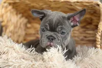 🐾 Mickey, a male French Bulldog for sale in Fresno, OH – 1 of 8